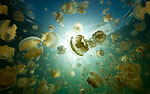 Eric Cheng photograph of Jellyfish Lake winner in World In Focus Photo