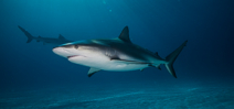 New study into shark behavior during hurricanes Photo