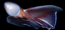 Mike Bartick: Blanket Octopus Photo