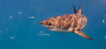 Federal government denies protection to great white sharks Photo