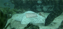 People are opting for their remains to be used in building artificial reefs Photo