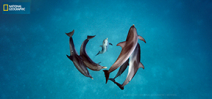 Article: Brian Skerry’s dolphin images from National Geographic Photo