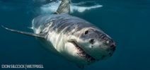 Australian Great White Sharks by Don Silcock Photo
