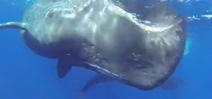 Video: Sperm whale birth by Kurt Amsler Photo