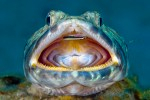 Cor Bosman wins the Underwater Images Competition 2008 Photo