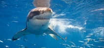New paper suggest great whites live longer and mature slower Photo
