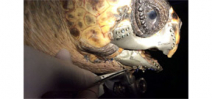Wounded sea turtle gets a 3-D printed titanium jaw Photo