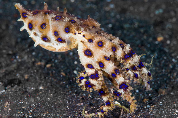 Octopus locomtion on Wetpixel