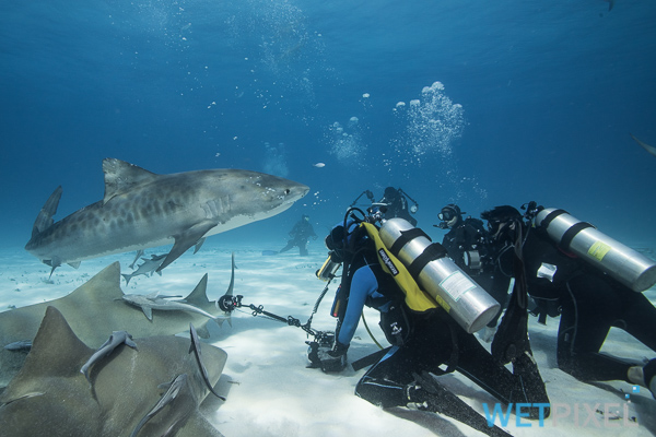 Wetpixel shark trips 