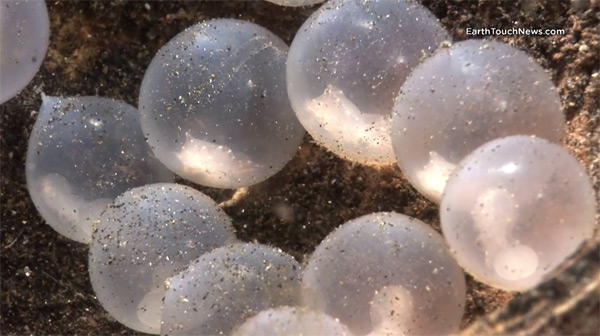 Cuttlefish eggs