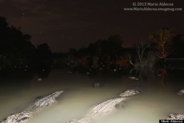 Night gators