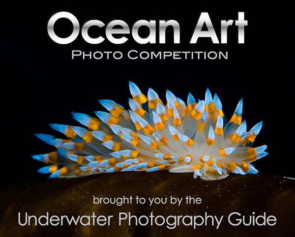 Ocean Art 2013 on Wetpixel