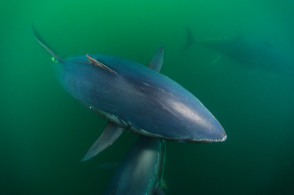 Skerry bluefin