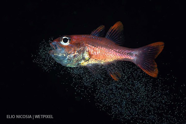 Cardinalfish releasing fry by Elio Nicosia on Wetpixel