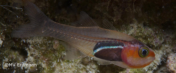 New cardinalfish described in Indonesia on Wetpixel