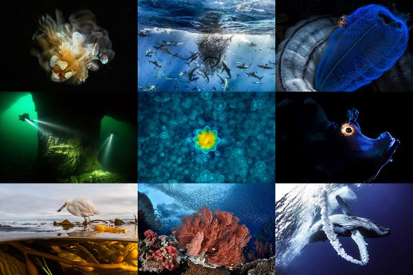 Underwater Photo Contests on Wetpixel