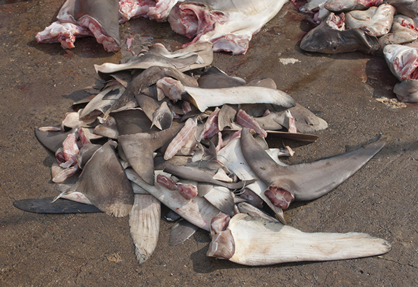 Shark finning on Wetpixel